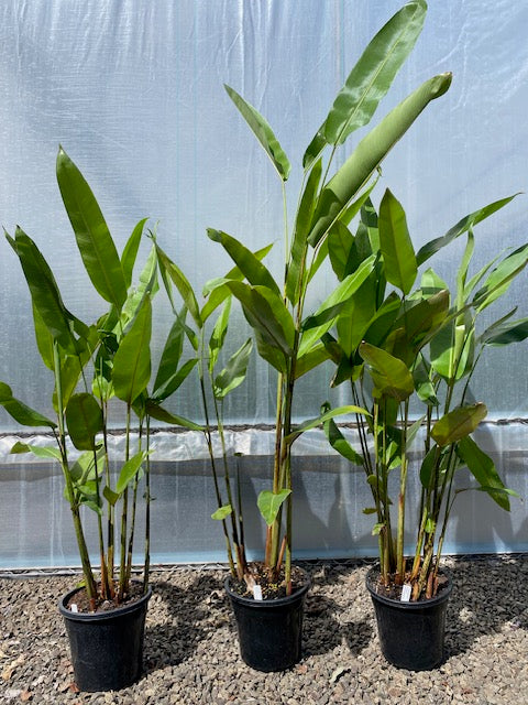 Heliconia Rostrata 'Parrots Beak'