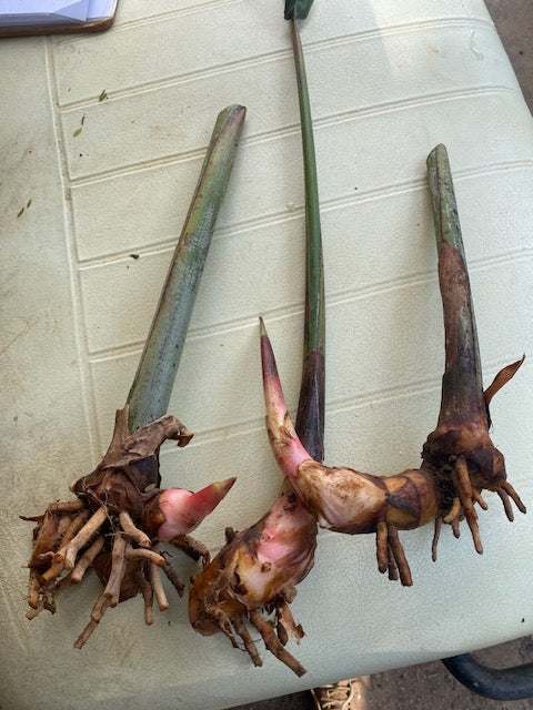 Heliconia Rostrata "Parrots Beak" PACK OF 3 Rhizomes