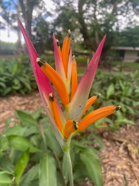 Heliconia Psittacorum Sassy