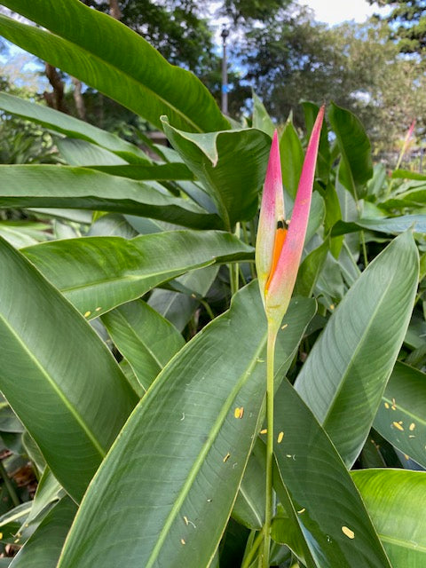 Heliconia Psittacorum Sassy