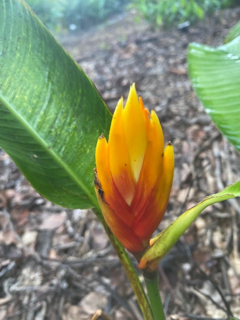 Heliconia Episcopalis Spear