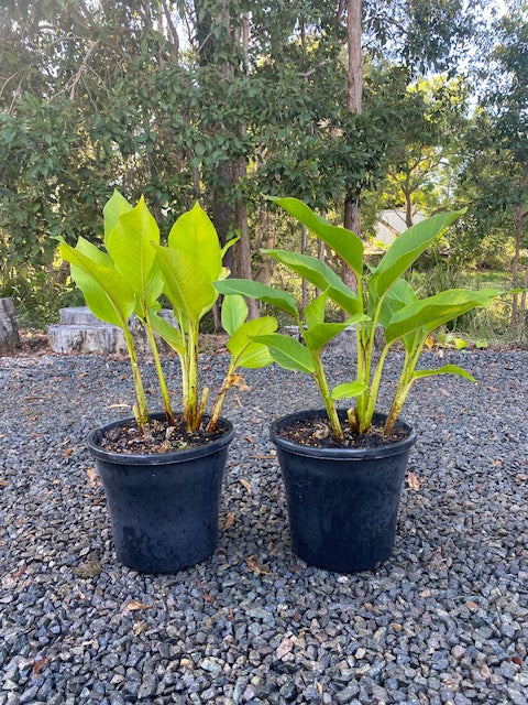 Heliconia Episcopalis Spear