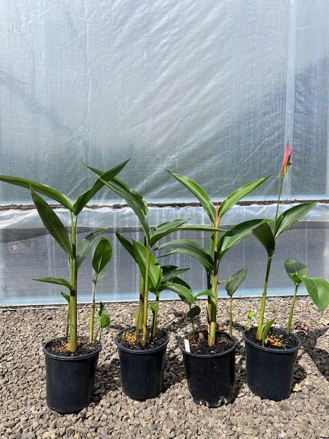 Heliconia Psittacorum Strawberries & Cream