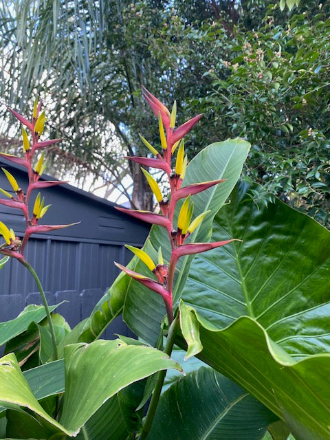 Heliconia Subulata
