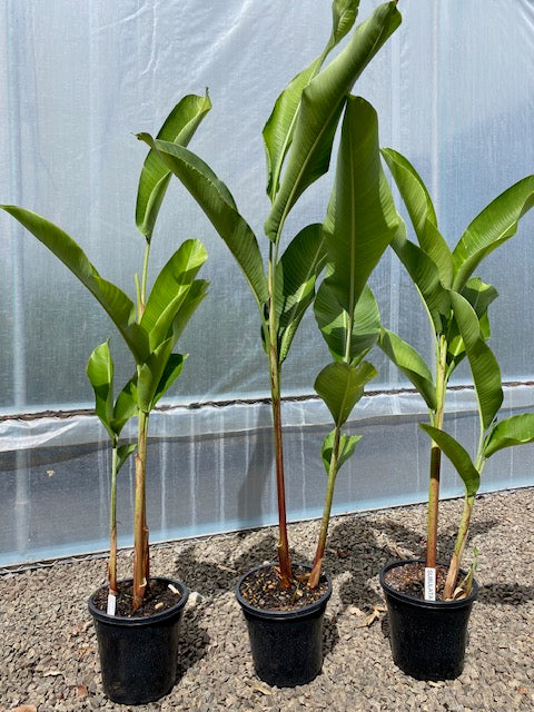 Heliconia Subulata