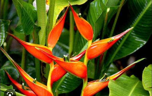 Heliconia Strcita Tagami