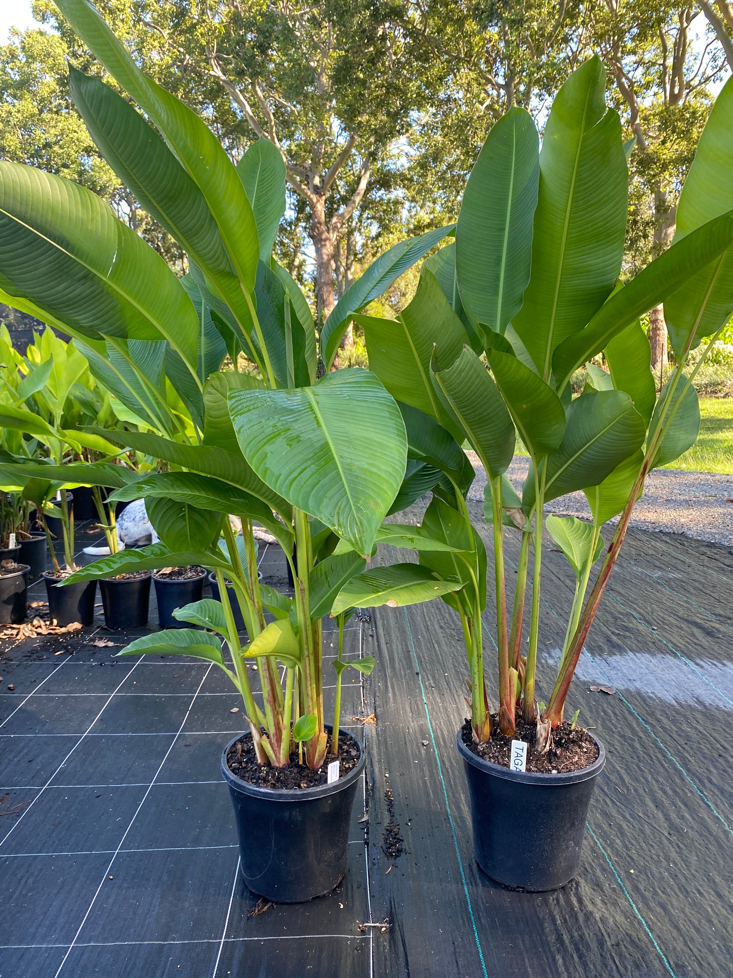 Heliconia Strcita Tagami