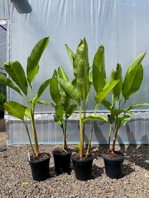 Heliconia Strcita Tagami