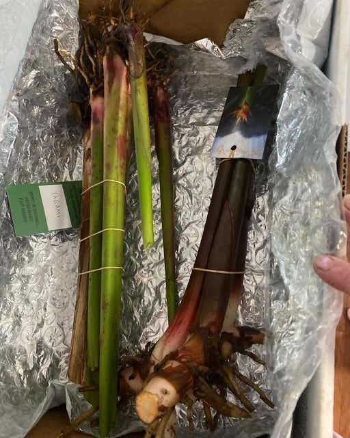 Heliconia Stricta Tagami PACK OF 3 Rhizomes