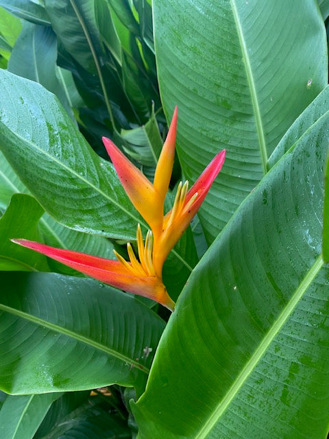 Heliconia Psittacorum x Spathocircinata Tropics