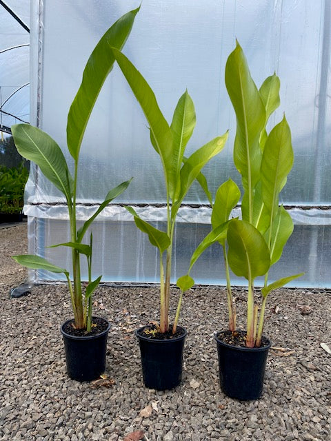 Heliconia Psittacorum x Spathocircinata Tropics