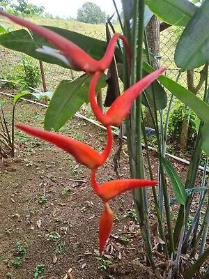 Heliconia Pendula Waxy Red