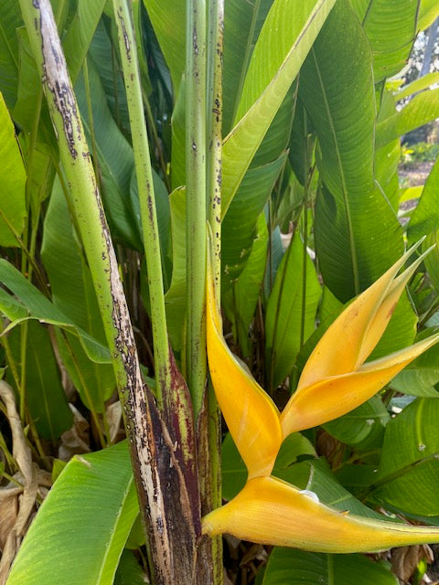 Heliconia Bihai Yellow Dancer