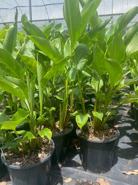 Heliconia Bihai Yellow Dancer