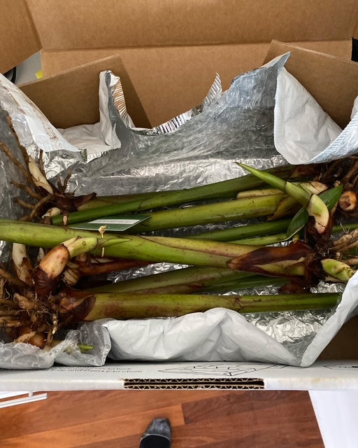 Heliconia Psittacorrum x Spathocircinata Tropics PACK OF 3 Rhizomes