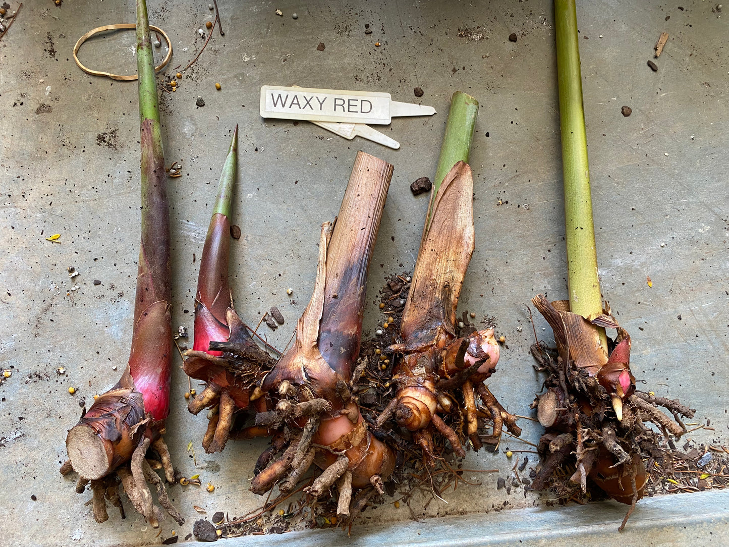 Heliconia Pendula Waxy Red PACK OF 3 Rhizomes